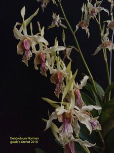 Dendrobium Norman