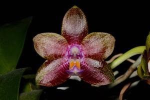 Phalaenopsis Appalachian Musical Dragon