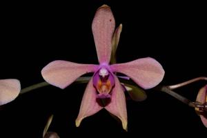 Phalaenopsis Amabracea