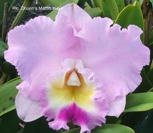 Rhyncholaeliocattleya Druinn's Martin