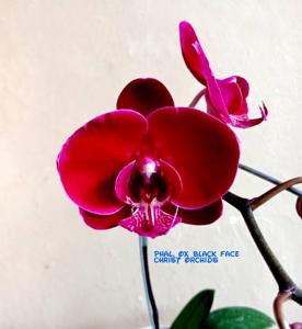 Phalaenopsis OX Black Face