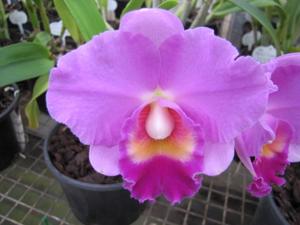 Cattleya Rosella Bells