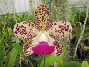 Cattleya Caudabec Candy