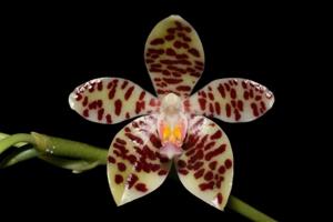 Phalaenopsis Rare Delight