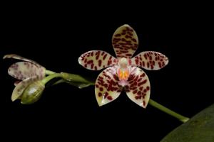 Phalaenopsis Rare Delight