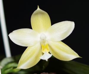 Phalaenopsis Yaphon Golden Waltz