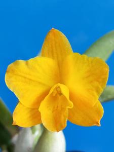<i>Cattlianthe</i> Faikon Ball