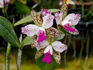 Cattleya Jiara Landspots
