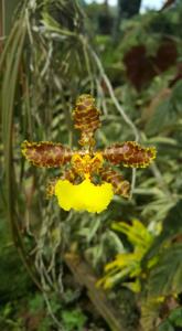 Trichocentrum marvraganii