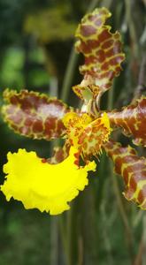 Trichocentrum marvraganii