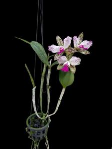 Cattleya Jiara Landspots