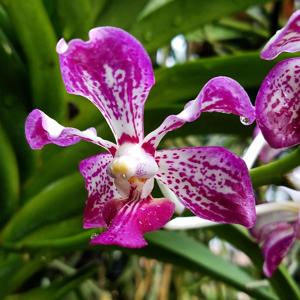 Vanda Boschii