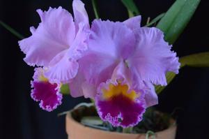 Cattleya Horace