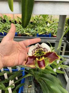 Paphiopedilum World Spa