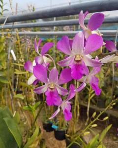 Dendrobium Indonesia