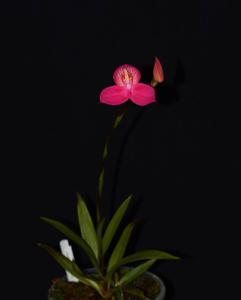 Disa Watsonii