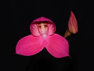 Disa Watsonii