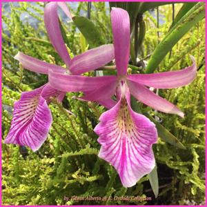 Brassocattleya Morning Glory