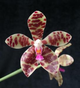 Phalaenopsis Rare Delight