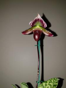 Paphiopedilum Jazz