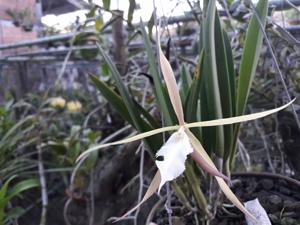 Brassoepidendrum Sylvia White