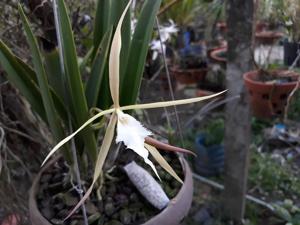 Brassoepidendrum Sylvia White