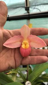 Phragmipedium Grouville