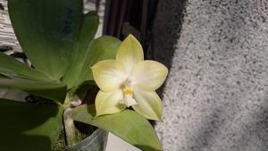 Phalaenopsis Lyndon Ever Emerald