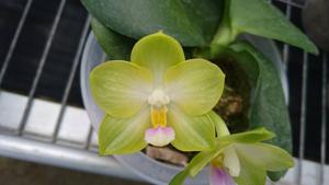 Phalaenopsis Lyndon Evergreen Apple