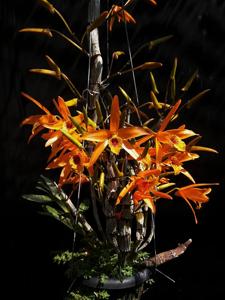 Dendrobium Chanthaboon Sunrise