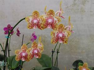 Phalaenopsis Lyndon Brother Passion