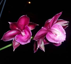 Monnierara Jumbo Delight