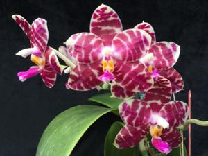 Phalaenopsis KS Super Zebra