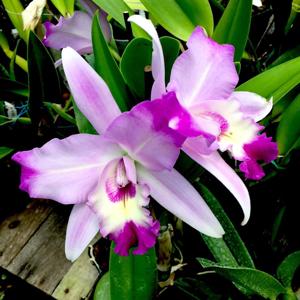 Laeliocattleya Miss Wonderful