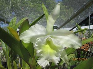 Rhyncholaeliocattleya Wellesleyae