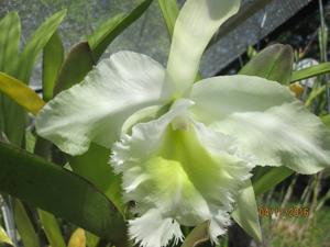 Rhyncholaeliocattleya Wellesleyae