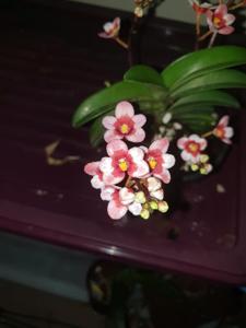 Sarcochilus Fairy-Kulnura Spice