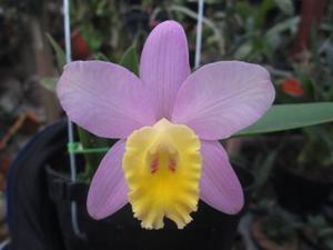 Cattleya Crystelle Smith