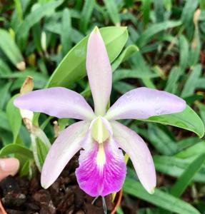 Cattleya Luteriana