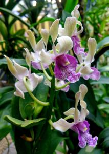 Dendrobium Blue Ocean