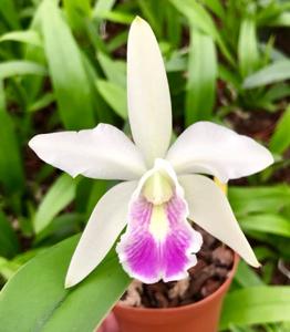 Cattleya Luteriana