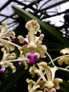 Vanda St Catharine’s College, Cambridge