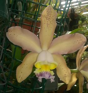 Cattleya pittiana