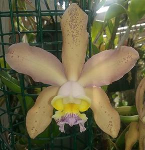 Cattleya pittiana