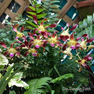 Dendrobium Pumpkin Patch