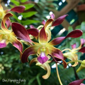 Dendrobium Pumpkin Patch