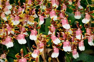 Oncidium Issaku Nagata