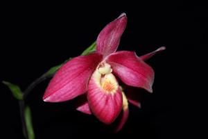 Phragmipedium Inca Fire