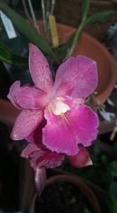 Cattleytonia Keith Roth