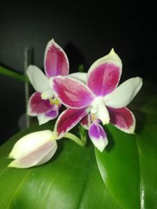 Phalaenopsis Germaine Vincent